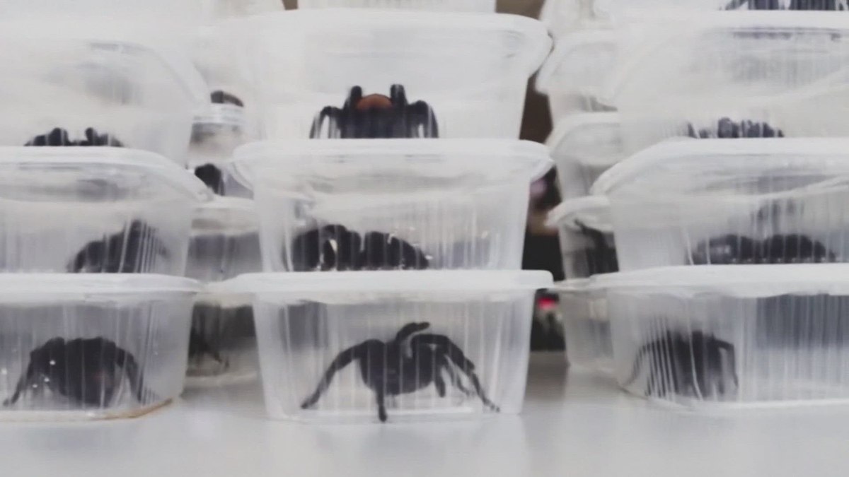 Peru’da örümcek kaçakçısı, vücuduna bağladığı 300 tarantulayla yakalandı